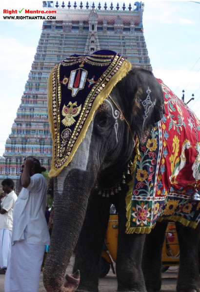 Srirangam Temple Elephant