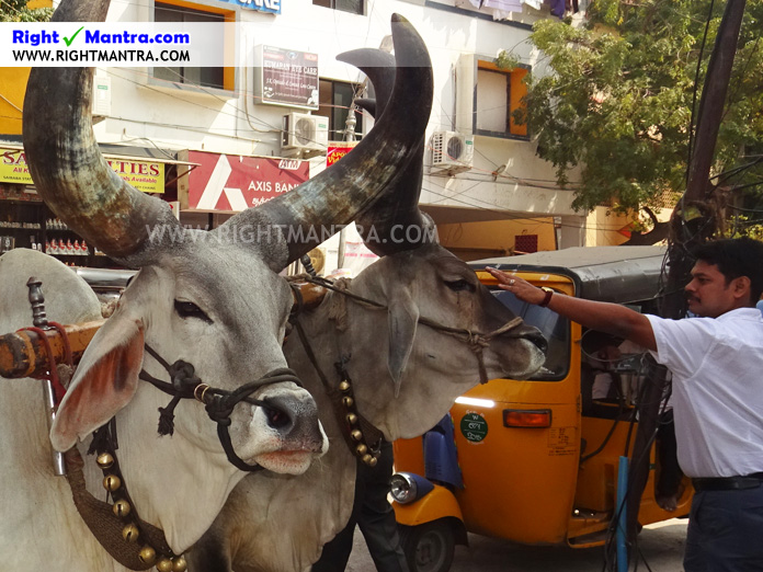 Hare Krishna Bullock Cart 11