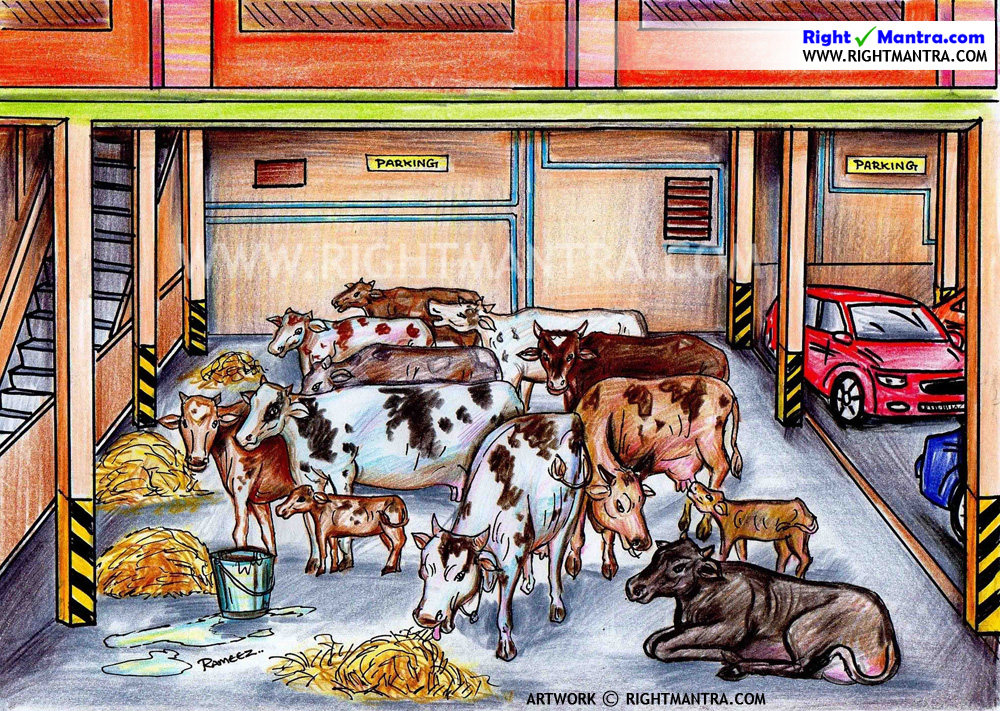 Cows in apartment
