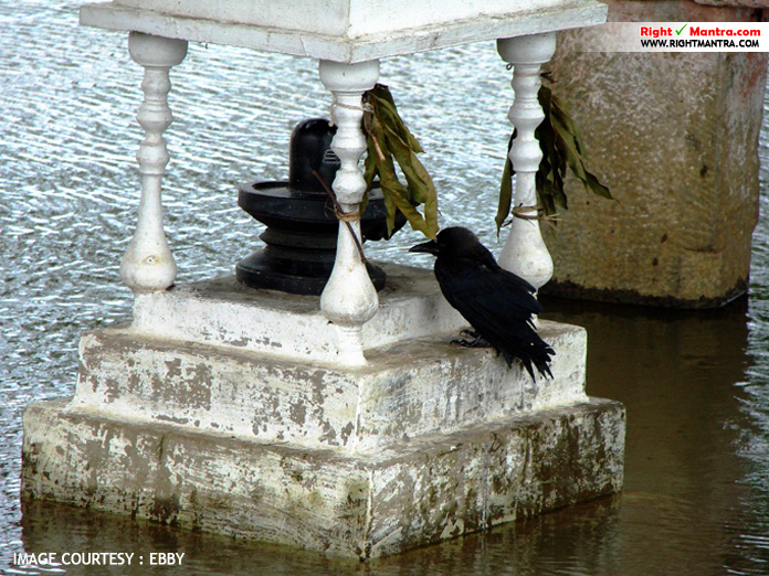 Crow worshipping Sivalinga