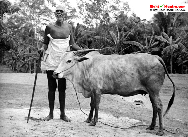 cow-lakshmi-with-ramanar